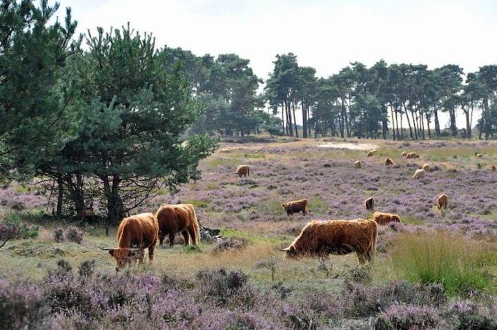 Ruime villa op fantastische locatie - bosrijk, rust Zeewolde Buitenkant foto